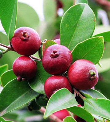 Heaven Of Saplings Guava Plant(Hybrid, Pack of 1)