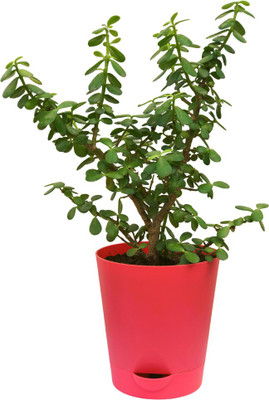 Leafy Lifestyle Jade Plant(Pack of 1)