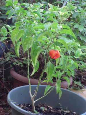 gorgeous moment chilli Seed(25 per packet)
