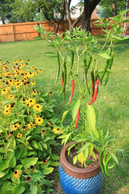 gorgeous moment chilli Seed(25 per packet)