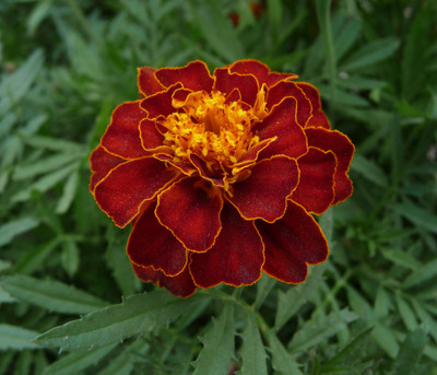SaaHeli Sunflower Seed(10 per packet)