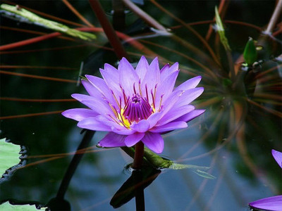 FRESHO Lotus Flower Seed Purple Seed(20 per packet)