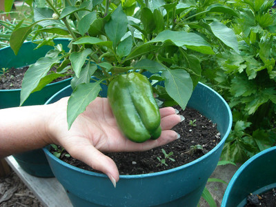 gorgeous moment chilli Seed(25 per packet)