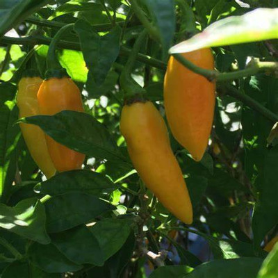 gorgeous moment chilli Seed(25 per packet)