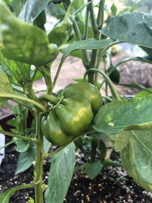 gorgeous moment chilli Seed(25 per packet)