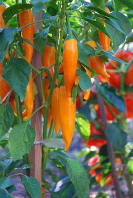 gorgeous moment chilli Seed(25 per packet)