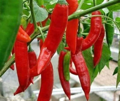 gorgeous moment chilli Seed(25 per packet)