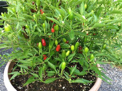 gorgeous moment chilli Seed(25 per packet)