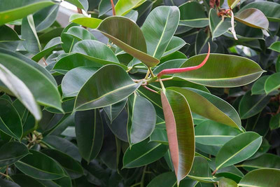 PlantShops Rubber Tree(Hybrid, Pack of 1)