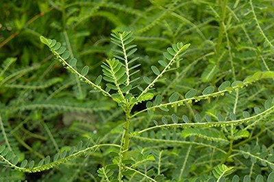 ADITYA GREEN PLANTS AGP Amla Plant(Pack of 1)