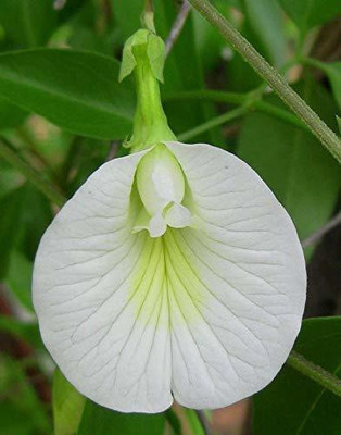 GURVEPLANTATIONI Aparajita/ Butterfly Pea Plant(Hybrid, Pack of 1)