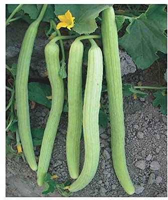 Farmonix Armenian Pale Green Cucumber Seeds-SD-80-S2 Seed(80 per packet)
