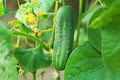 MKR Enterprises Cucumber Seed(70 per packet)