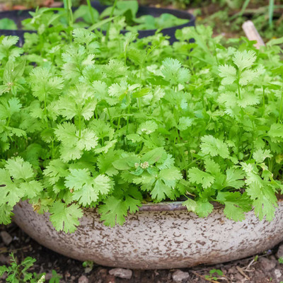 Aywal Improved Coriander Seed(550 per packet)