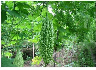 sporos BITTER GOURD Seed(25 per packet)