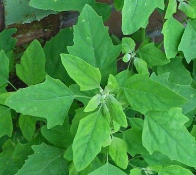 Aywal Bathua Saag F1 Hybrid Seeds For Home Gardening Seed(65 per packet)