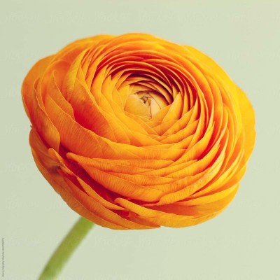 Audbhidhi Ranunculus Orange Flower Bulbs for home gardening (pack of 5 bulbs) Seed(5 per packet)