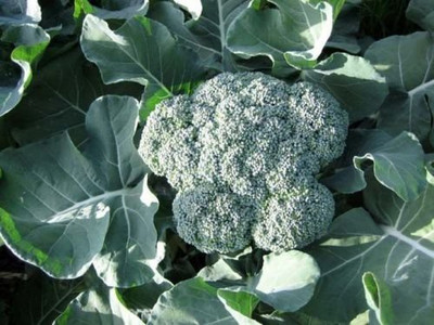 TRICONE Broccoli Seed(80 per packet)