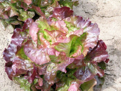 Aywal Round Lettuce Iceberg Vegetable Seed(10 per packet)