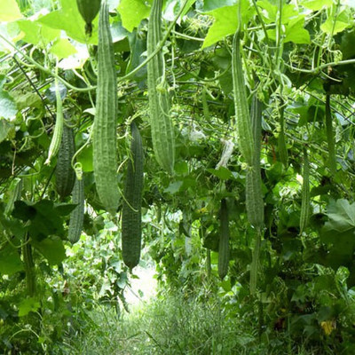 XOLDA Organic Ridgegourd (Turai) Seed(47 per packet)