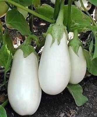 KANAYA Brinjal White Round Eggplant Hybrid Seed(65 per packet)