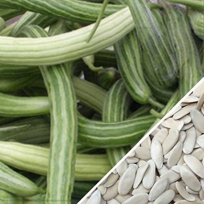 CYBEXIS VVI-55 - Hybrid Long melon kakdi kakri - (1350 Seeds) Seed(1350 per packet)