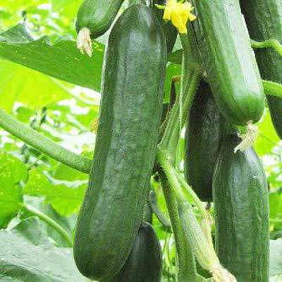 ENINE Cucumber Seed(125 per packet)