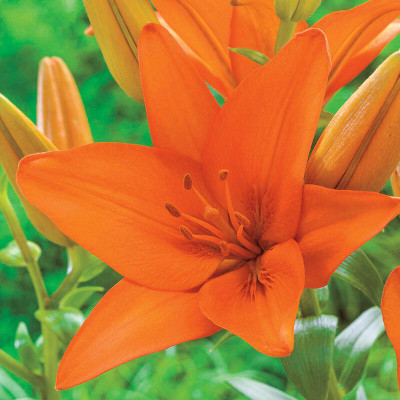 Audbhidhi Aisatic lily Orange Flower Bulbs for home gardening (Pack of 10 bulbs) Seed(10 per packet)