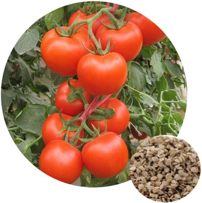 Siddhi Vinayak Gallery® Tomato seeds 1 pack for your Home & kitchen garden Seed(80 per packet)