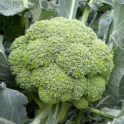 CYBEXIS TLX-24 - Broccoli Hybrid Super Green Calaberese - (1350 Seeds) Seed(1350 per packet)