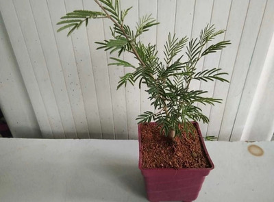 ROYAL NURSERY Shami/Jand Plant(Hybrid, Pack of 1)
