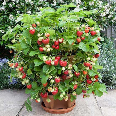 PB honey priya plant Strawberry Plant(Hybrid, Pack of 1)