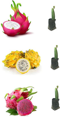 MoonSitira Dragon Tree(Hybrid, Pack of 3)