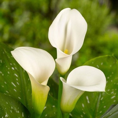 Audbhidhi Calla Lily Flower Bulbs Suitable for Your Garden (White) Pack of 20 Bulbs Seed(20 per packet)