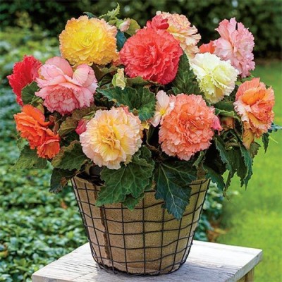 Audbhidhi Begonia (Mix) All Season Flower Bulbs Plant Seed for Gardening Planting Seed(5 per packet)