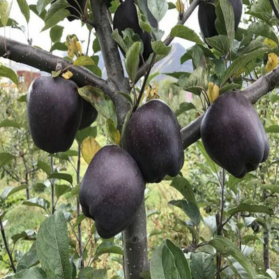 Sagarvanshi Apple Seed Seed(50 per packet)