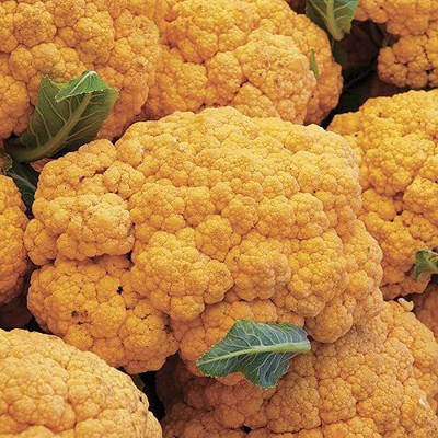 Jevik Yellow cauliflower Gobi Seed(475 per packet)