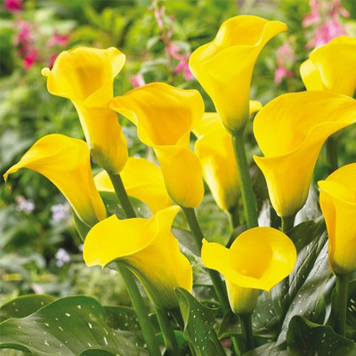 Audbhidhi Zantedeschia/Calla Lily Yellow Seed(20 per packet)