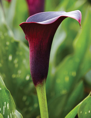 Audbhidhi Zantedeschia/Calla Lily (Purple) Imported Flower Bulbs Seed(20 per packet)