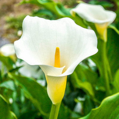 Audbhidhi Summer Flower Bulbs for Home Garden Zantedeschia/Calla Lily Seed(1 per packet)