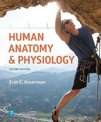 Human Anatomy & Physiology(English, Hardcover, Amerman Erin)