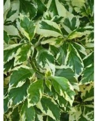 ADITYA GREEN PLANTS AGP Duranta Plant(Pack of 1)