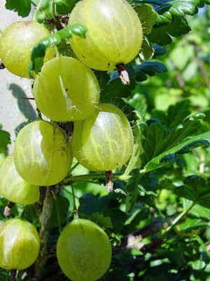 MAITRA AND SONS Amla Plant(Hybrid, Pack of 1)
