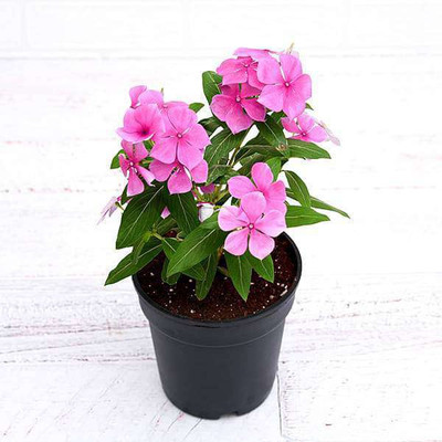 My Dream Nursery Sadabahar/Periwinkle Plant(Hybrid, Pack of 1)