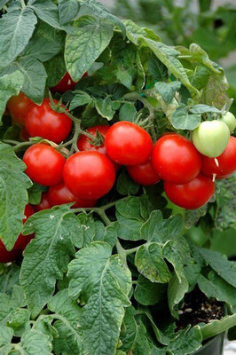 gorgeous moment tomato Seed(10 per packet)
