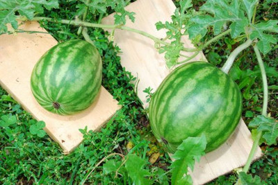 gorgeous moment watermelon Seed(10 per packet)