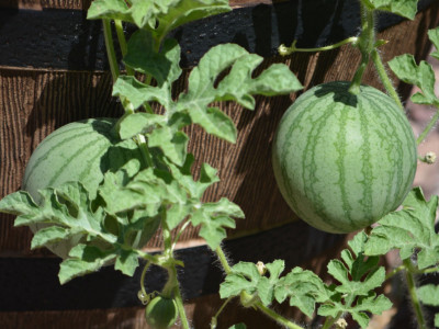 XOLDA Hybrid Watermelon Seed(70 per packet)