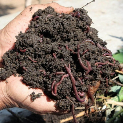 KANDY SHOP JPRVK10 Soil(2 kg, Powder)