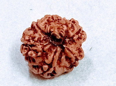 Vegga 7 mukhi ganesh rudraksha Wood