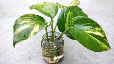 MondalNursery Money Plant(Hybrid, Pack of 1)